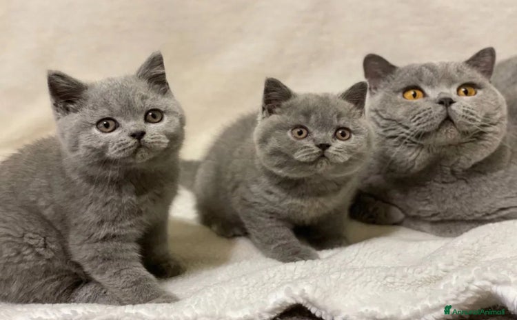 British gatti - Annuncio 7