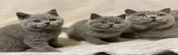 British gatti in vendita: British Shorthair  - Annuncio 1