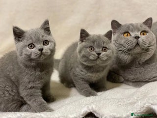 British gatti British Shorthair - Annuncio 15