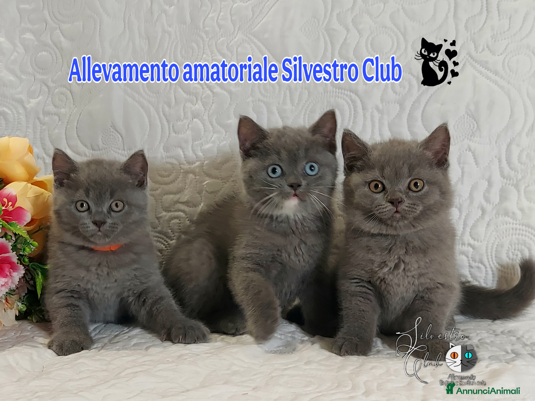 British gatti in vendita: British Shorthair cuccioli  a Città metropolitana di Roma Capitale - Immagine 2