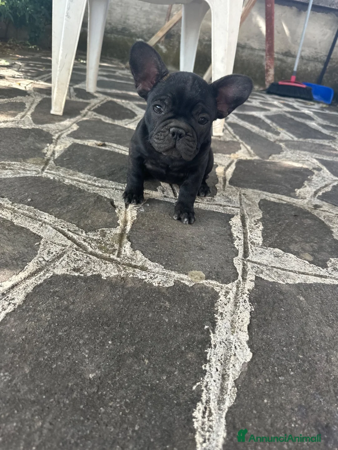 Bulldog Francese cani in vendita: BULLDOG FRANCESE  - Annuncio 2