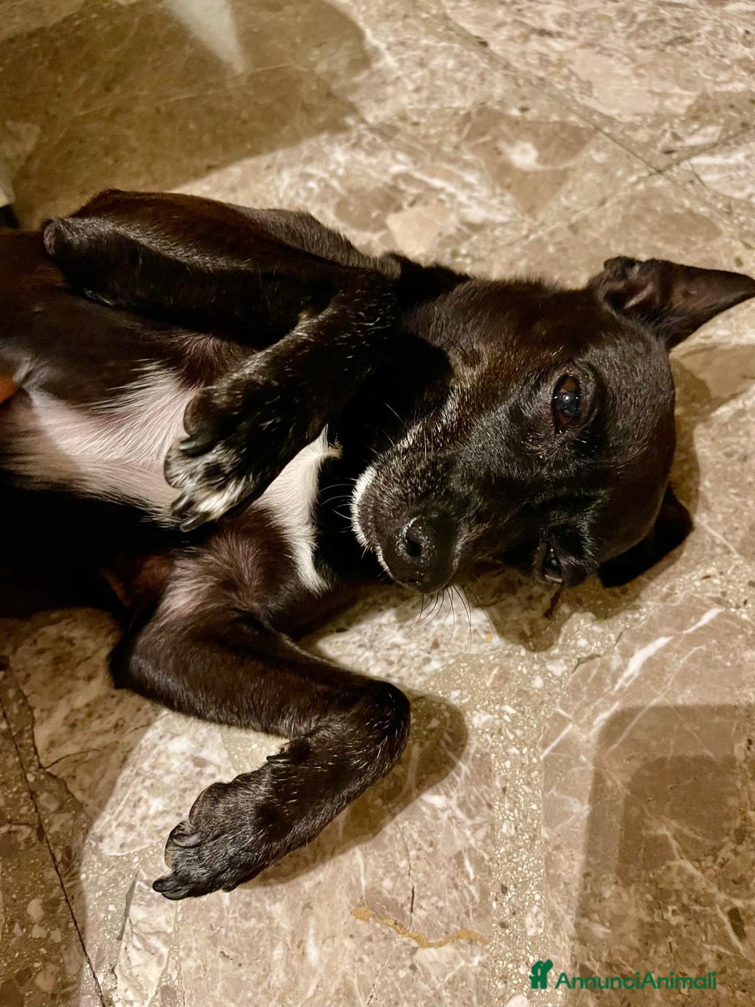 Pinscher Miniatura cani in regalo: Chicco pinscher molto tranquillo e coccolone - Annuncio 25