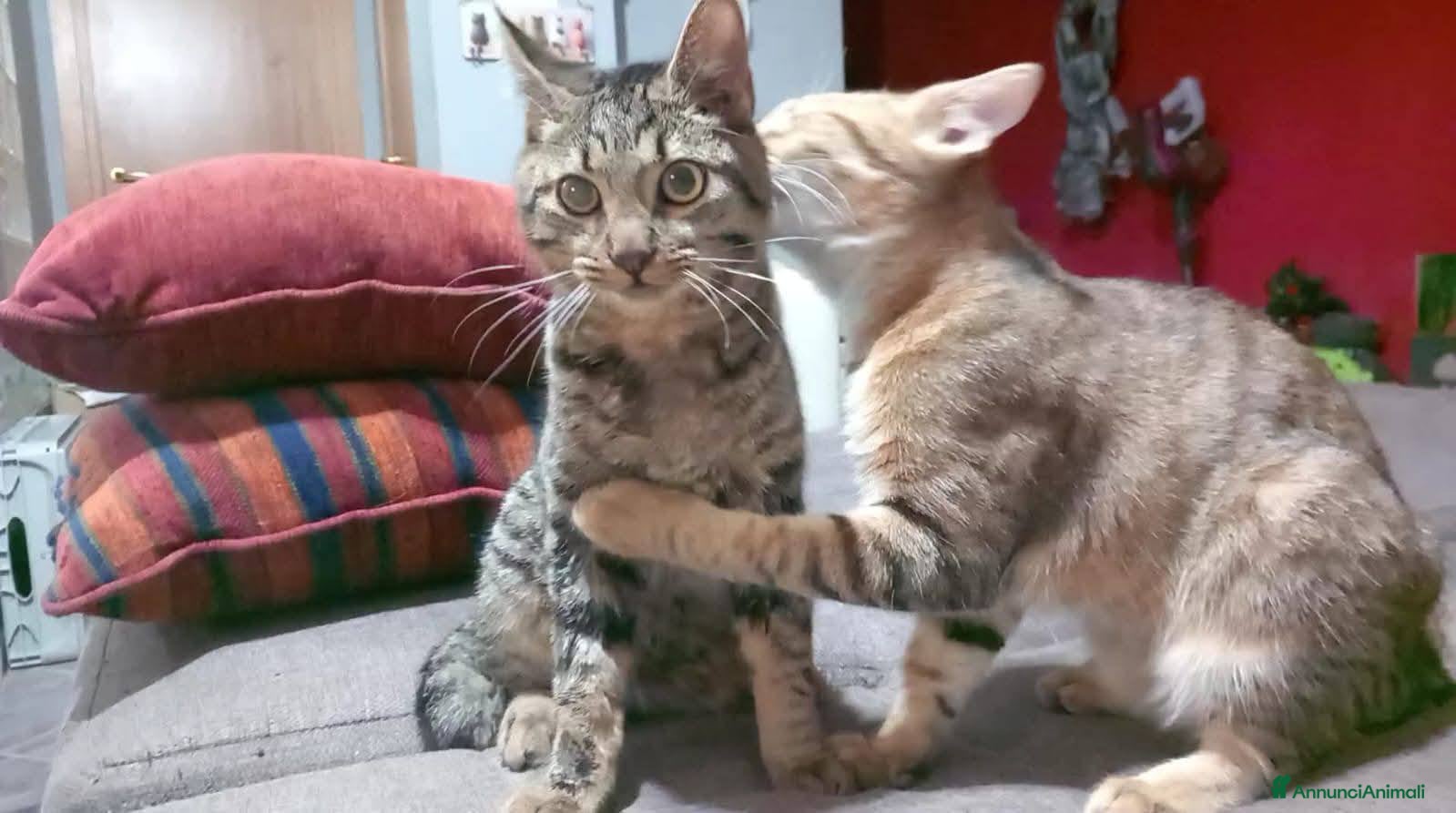 Europeo gatti TIGRO, dolce gattino in adozione! - Annuncio 2