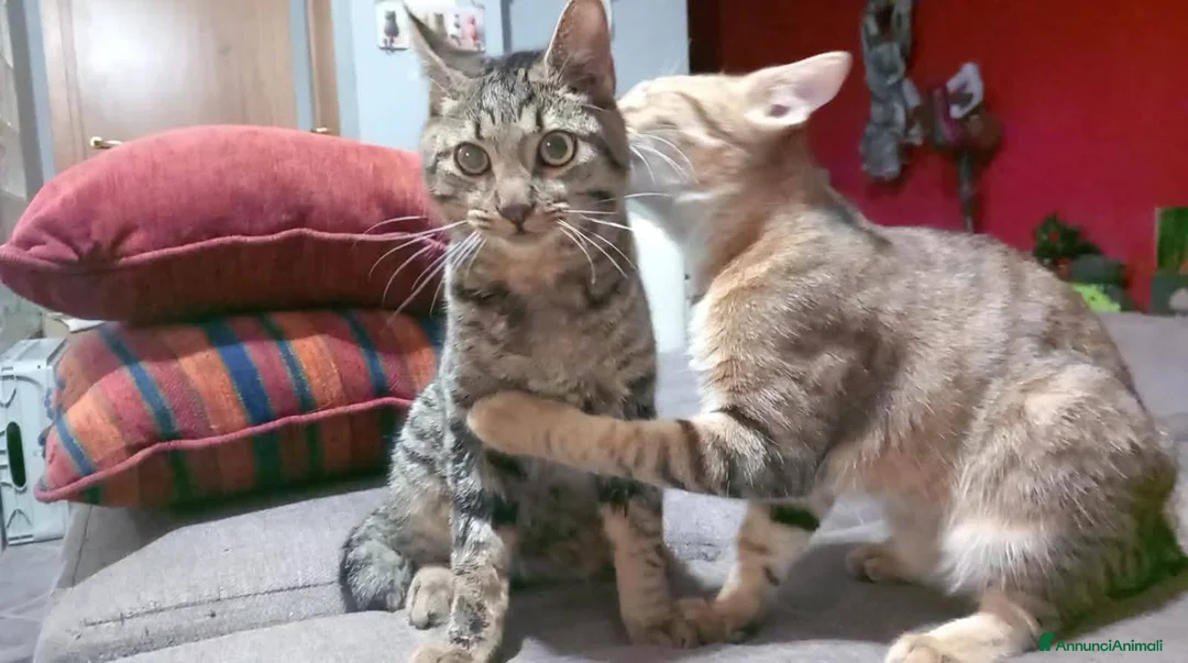 Europeo gatti in regalo: TIGRO, dolce gattino in adozione! - Annuncio 2