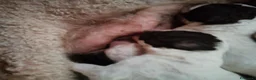 Lagotto cani in vendita: Cuccioli di Lagotto con pedigree a Città Metropolitana di Bologna - Annuncio 6
