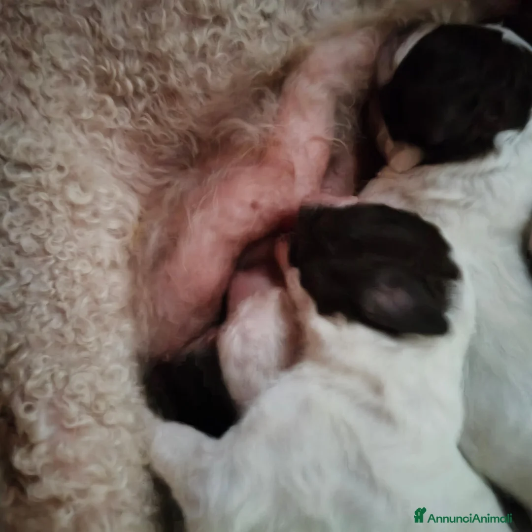 Lagotto cani in vendita: Cuccioli di Lagotto con pedigree a Città Metropolitana di Bologna - Annuncio 6