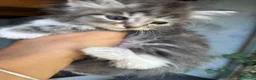 Siberiano gatti in vendita: CUCCIOLI SIBERIANO ALLEVAMENTO ANFI - Annuncio 6