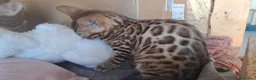 Bengala gatti in vendita: Bengala cuccioli con pedegree a Provincia di Como - Annuncio 9