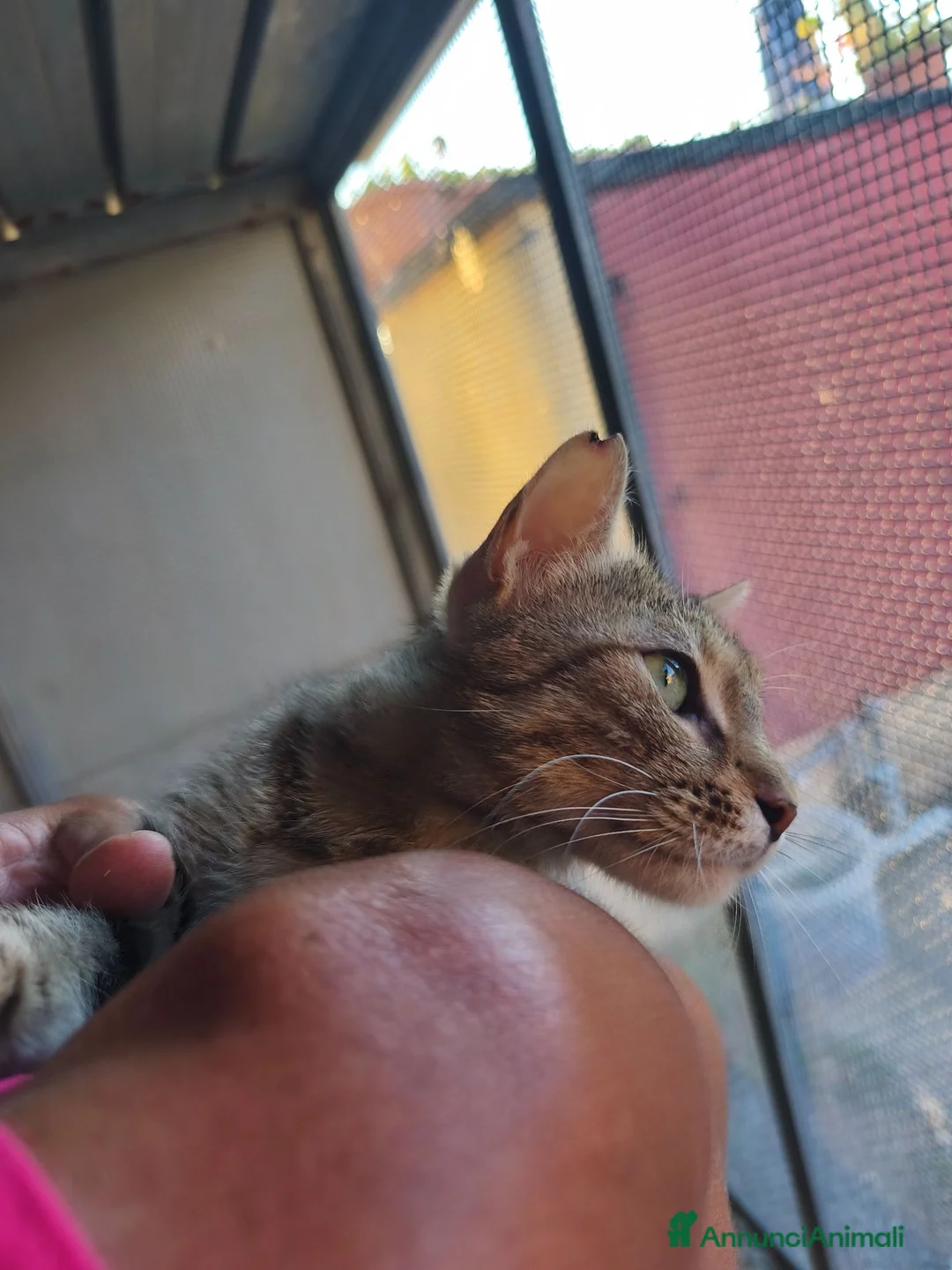 Meticcio gatti in regalo: Barbara ❤️🌻 - Annuncio 2