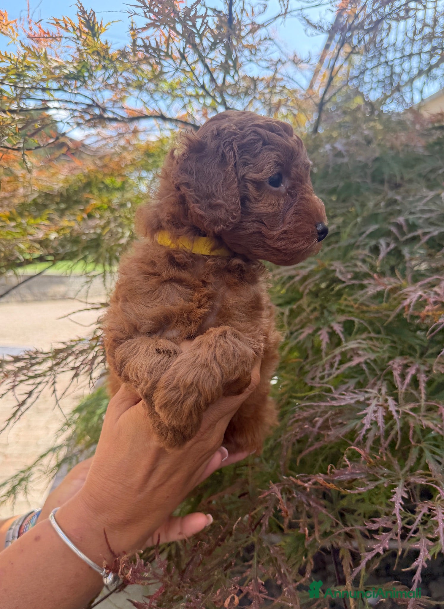Barboncino cani Meravigliosi cuccioli di Barbone nano Red  - Annuncio 2