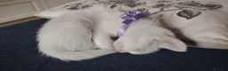 Europeo gatti in regalo: Gattina a Città metropolitana di Catania - Annuncio 1