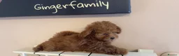 Barboncino Toy cani in vendita: Pedro futuro toy molto piccolo - Annuncio 3