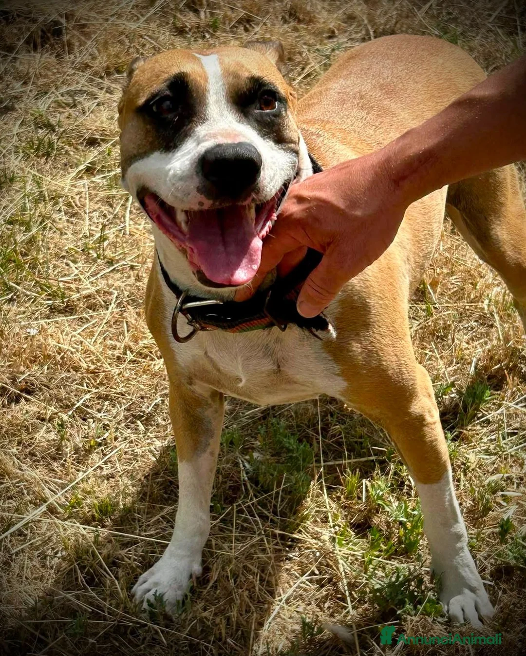 American Staffordshire cani in regalo: Laila, 1 anno e 1/2 Dolce e affettuosa  - Annuncio 2
