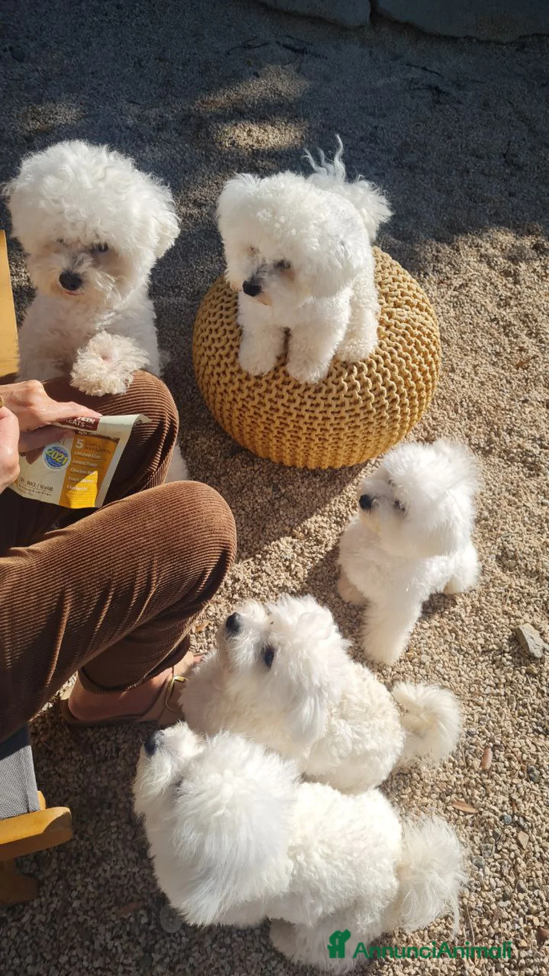 Bichon cani in vendita: Bichon Frise a Provincia del Sud Sardegna - Annuncio 8