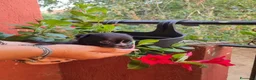 Chihuahua cani in vendita: Cuccioli di chihuahua tea cup - Annuncio 7
