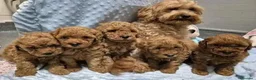 Maltipoo cani in vendita: Adorabili Cuccioli di Maltipoo F1b a Città metropolitana di Milano - Annuncio 12