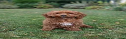 Barboncino Toy cani in vendita: Barboncino Toy Red  - Annuncio 4