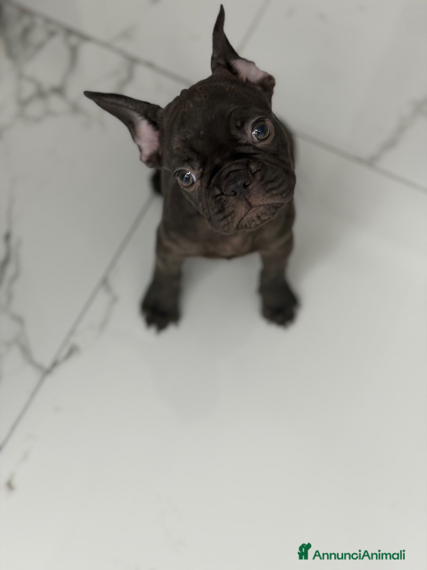 Bulldog Francese cani Bulldog francese - Annuncio 2