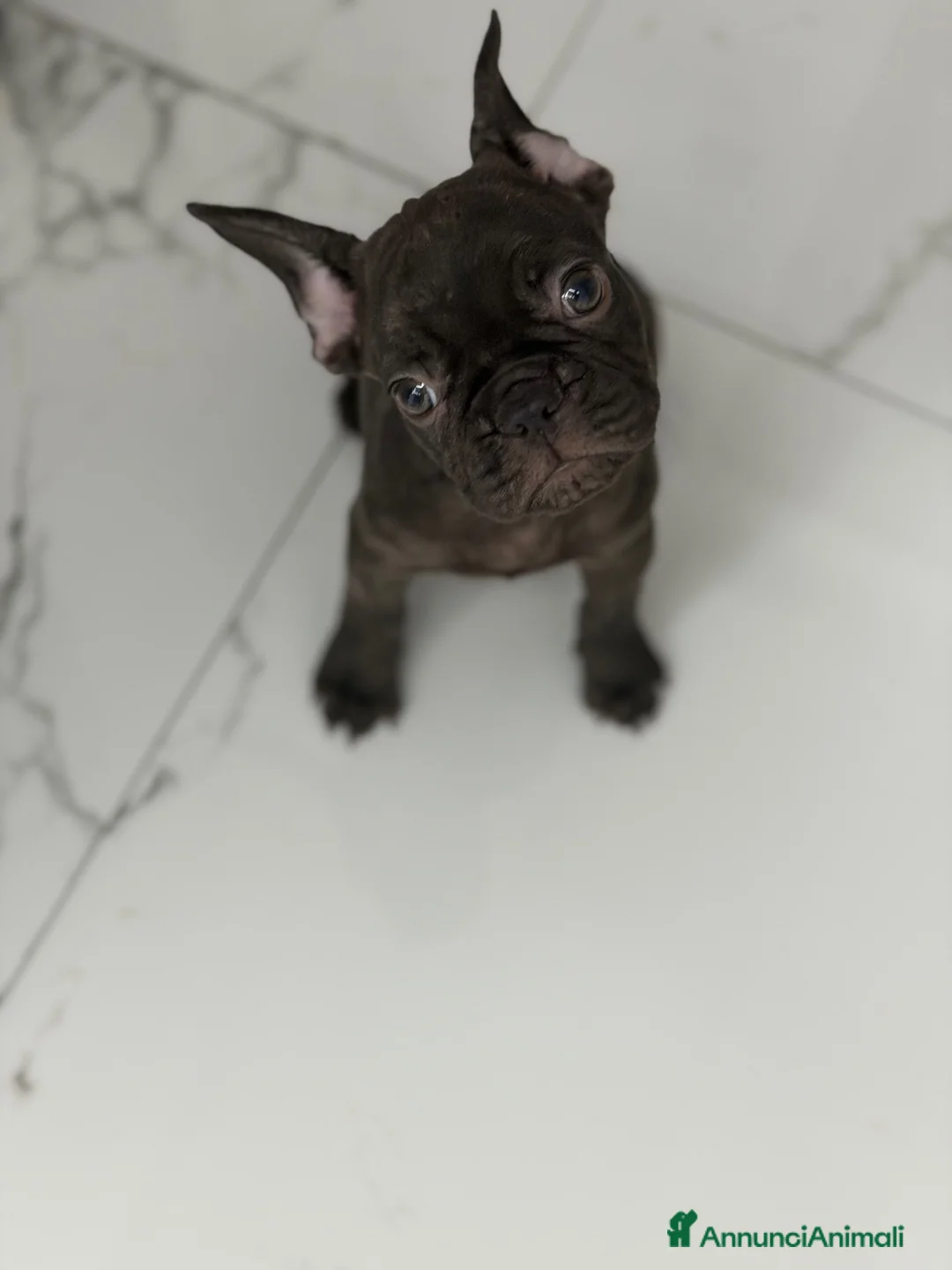 Bulldog Francese cani in vendita: Bulldog francese - Annuncio 1
