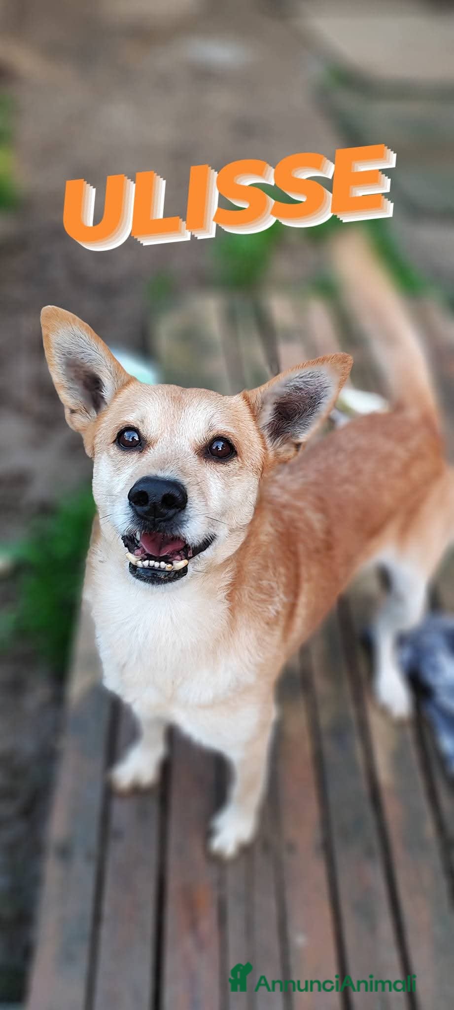 Meticcio cani Ulisse cerca casa  - Annuncio 2