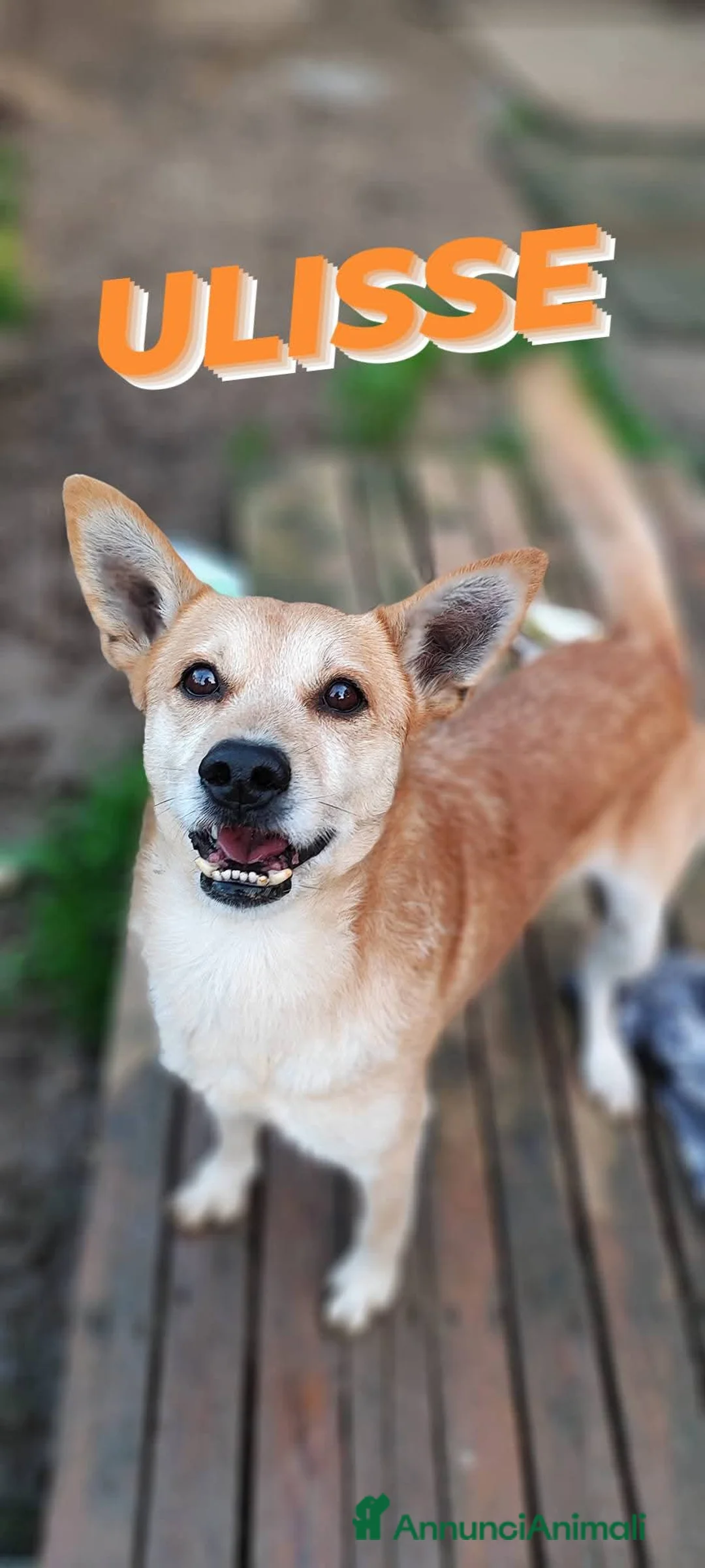 Meticcio cani in regalo: Ulisse cerca casa  - Annuncio 2