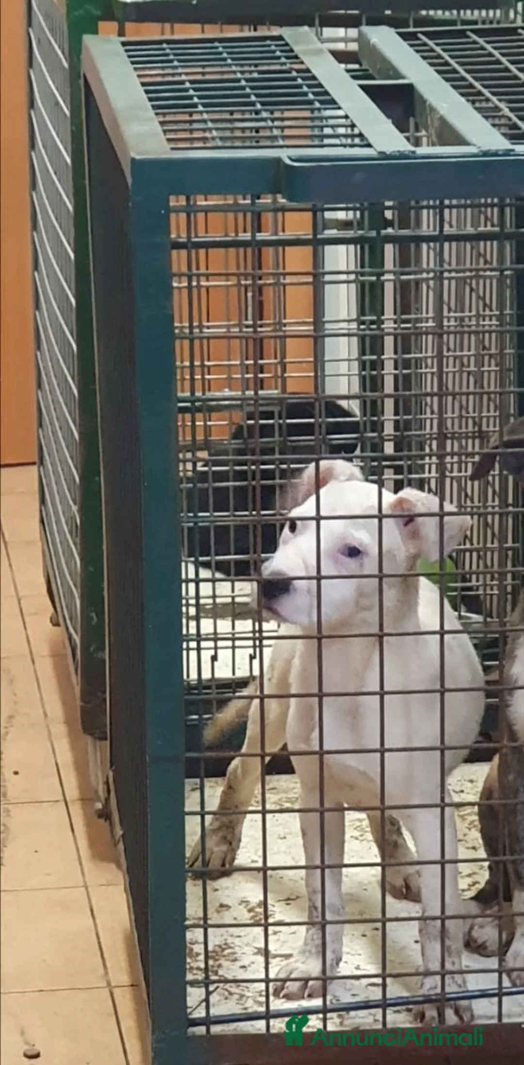 Labrador cani in regalo: Lucia femmina di simil Labrador - Annuncio 2