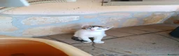 Europeo gatti in regalo: Fratellini cercano casa - Annuncio 4