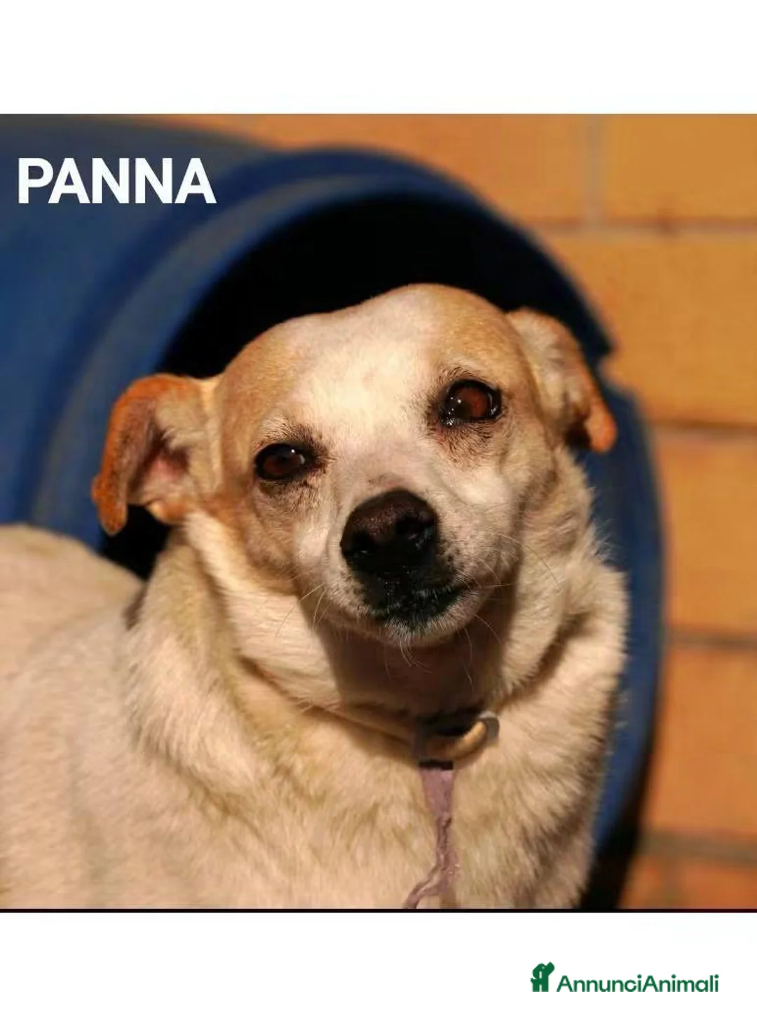 Meticcio cani in regalo: Panna, piccola canetta cerca famiglia  - Annuncio 1