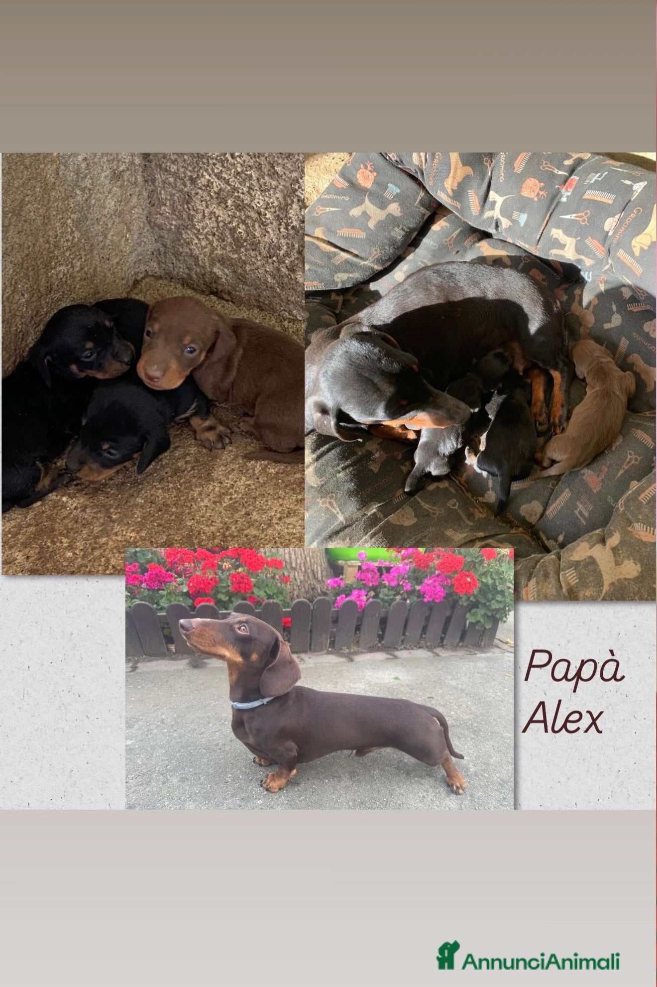 Bassotto cani Bassotto nero focato maschio cerca casa - Annuncio 1