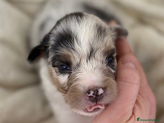 Australian Shepherd cani Cuccioli Australian Shepherd / Pastore Australiano - Annuncio 14