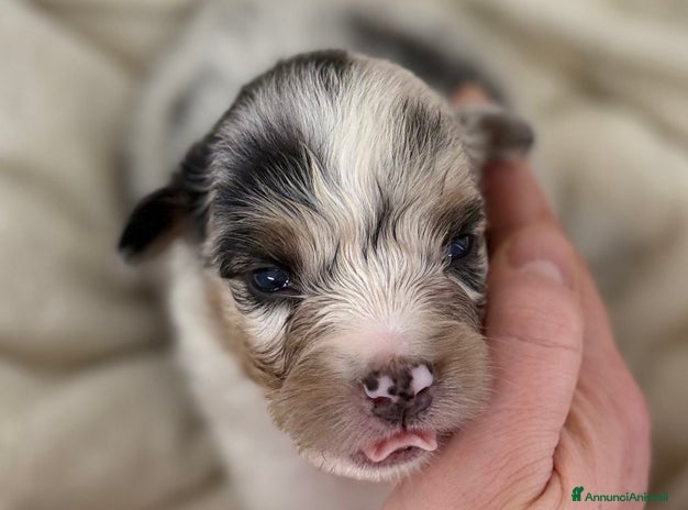 Australian Shepherd cani Cuccioli Australian Shepherd / Pastore Australiano - Annuncio 1