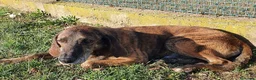 Segugio cani in regalo: NICK dolcissimo adatto a tutti - Annuncio 6
