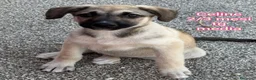 Meticcio cani in regalo: CUCCIOLI ESCLUSI E SOLI a Città Metropolitana di Genova - Annuncio 7