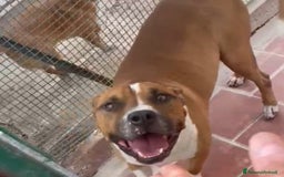 American Staffordshire cani in regalo: Amstaff viveva felice coi bimbi,poi il canile!ROMA a Città metropolitana di Milano - Immagine 2