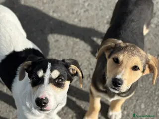 Altre razze cani CUCCIOLI IN CERCA DI ADOZIONE - Annuncio 18