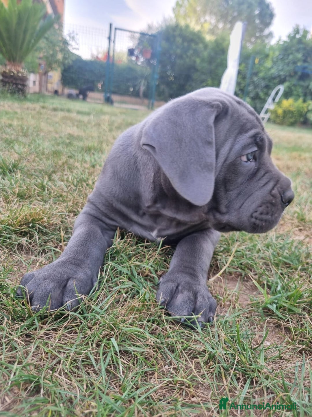 Cane Corso cani in vendita: Cuccioli cane corso a Provincia di Verona - Immagine 11