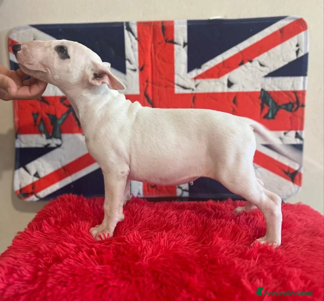 Bull Terrier cani in vendita: Cucciola di BULL TERRIER inglese  a Città metropolitana di Roma Capitale - Annuncio 2