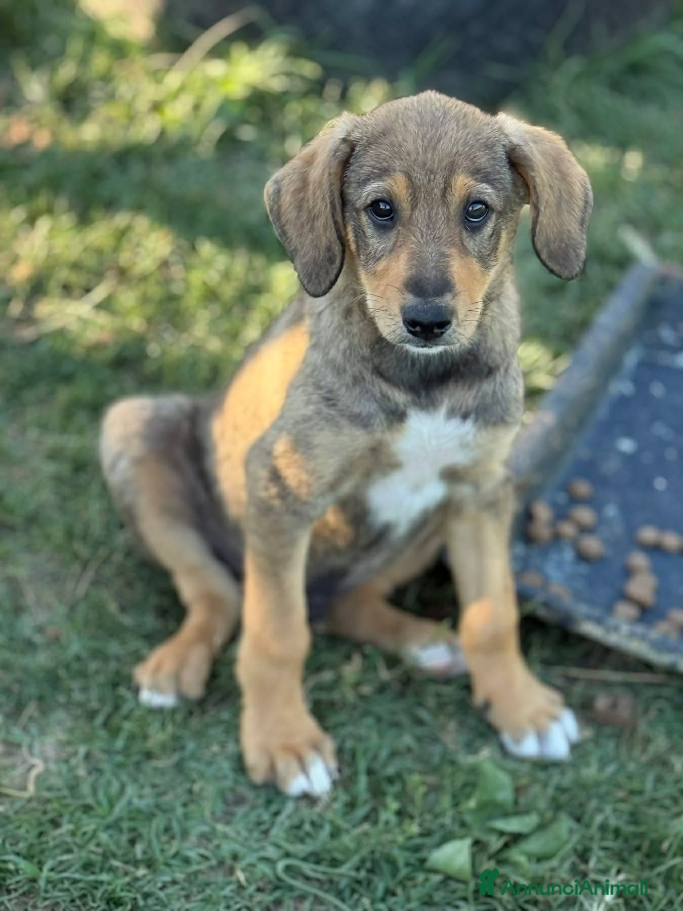 Meticcio cani 3 simpaticissimi cuccioli dalle lunghe orecchie! - Annuncio 41