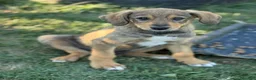 Meticcio cani in regalo: 3 simpaticissimi cuccioli dalle lunghe orecchie! - Annuncio 1