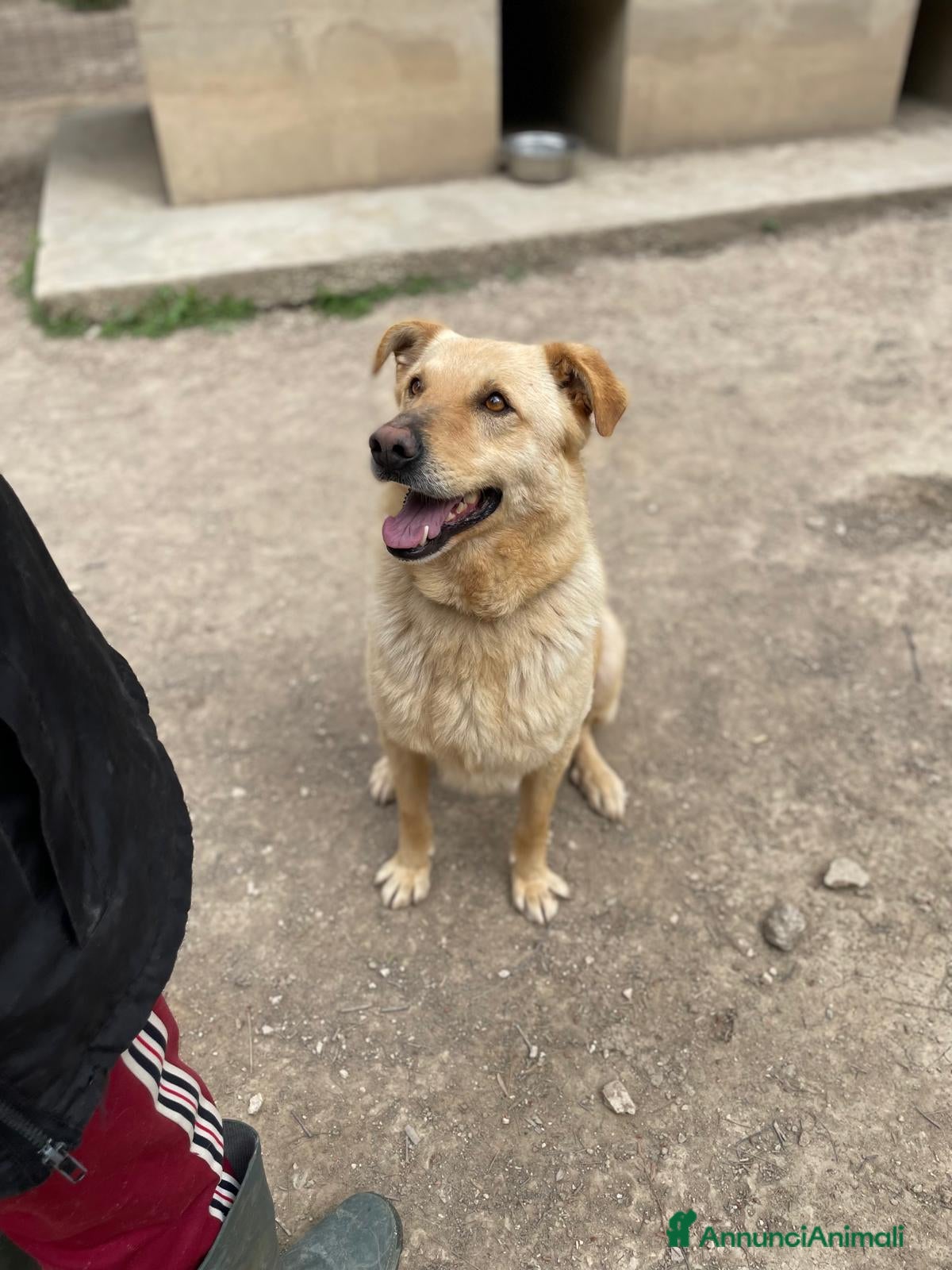 Meticcio cani SIMBA bel giovanotto  a Città Metropolitana di Venezia - Annuncio 38