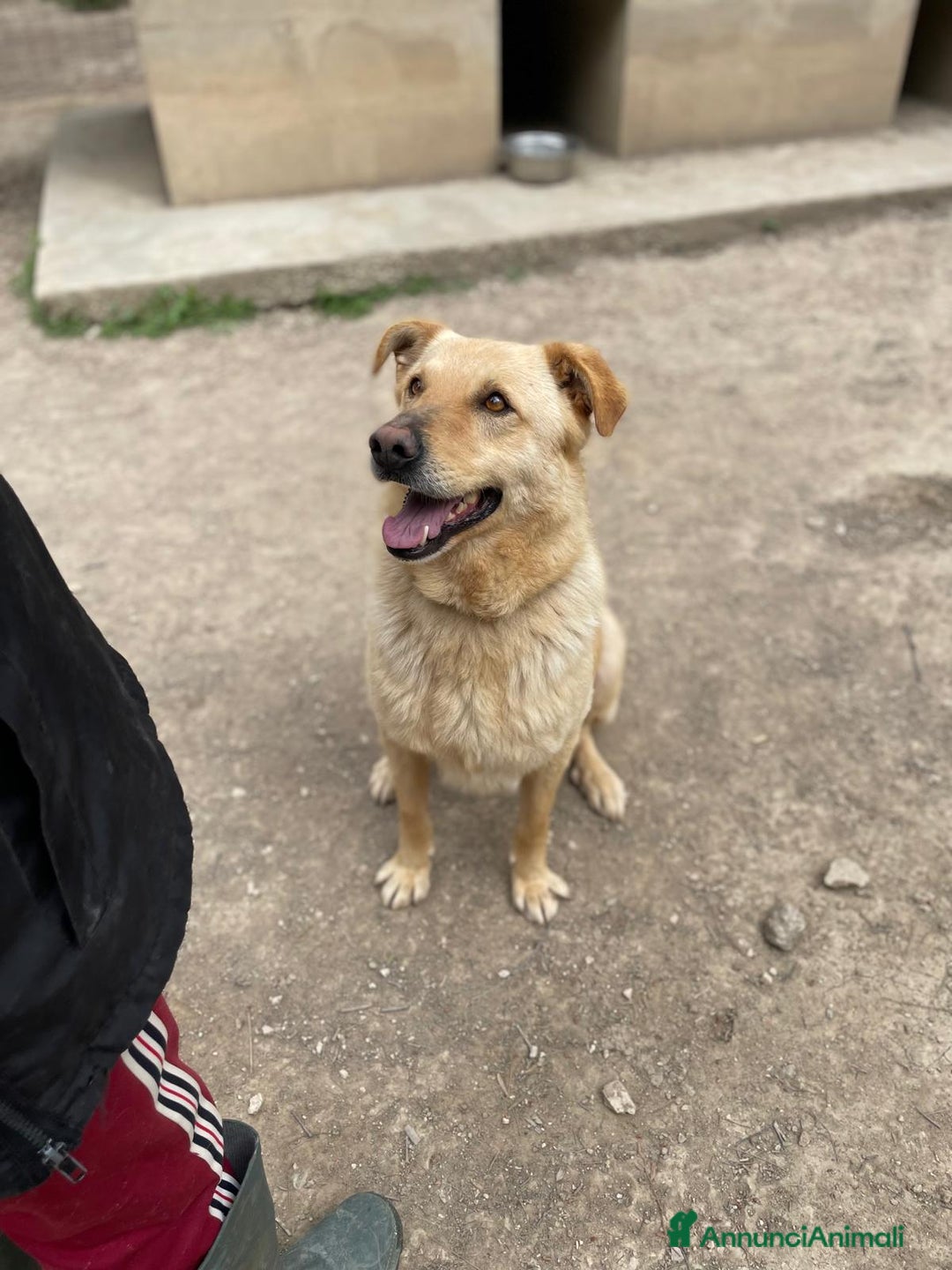 Meticcio cani in regalo: SIMBA bel giovanotto  a Città Metropolitana di Venezia - Annuncio 1