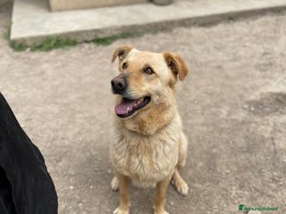 Meticcio cani SIMBA bel giovanotto a Città Metropolitana di Venezia - Annuncio 2