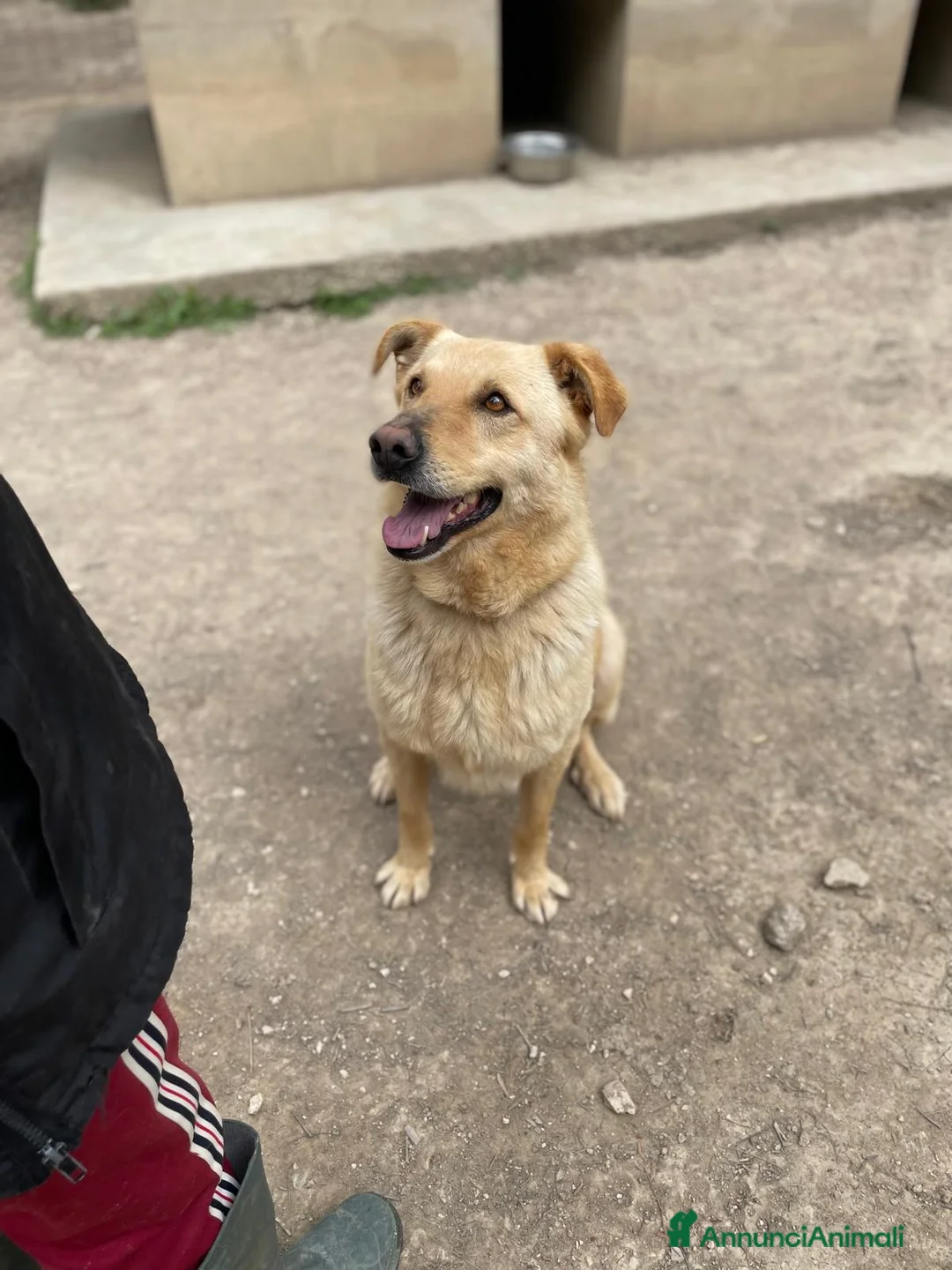 Meticcio cani in regalo: SIMBA bel giovanotto  a Città Metropolitana di Venezia - Annuncio 1