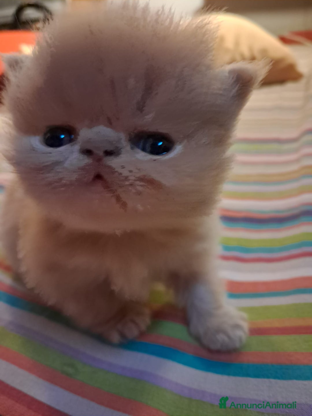 Persiano gatti in vendita: cuccioli persiani ed esotici - Annuncio 3