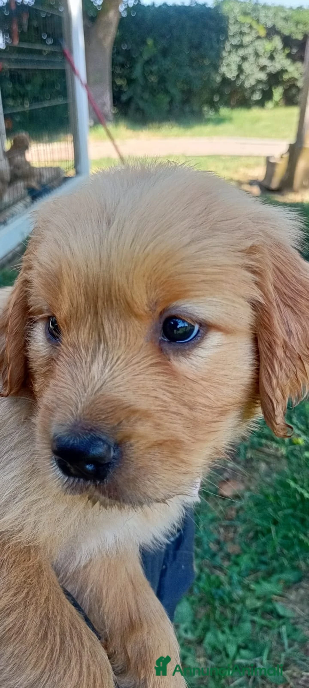 Golden Retriever cani in vendita: Cuccioli Golden Retriever con pedigree - Annuncio 2
