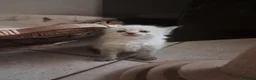 Siberiano gatti in vendita: Gatti siberiani neva masquerade  - Annuncio 5