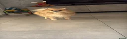 Volpino Italiano cani per accoppiamento: Rio volpino italiano  a Città metropolitana di Roma Capitale - Annuncio 7