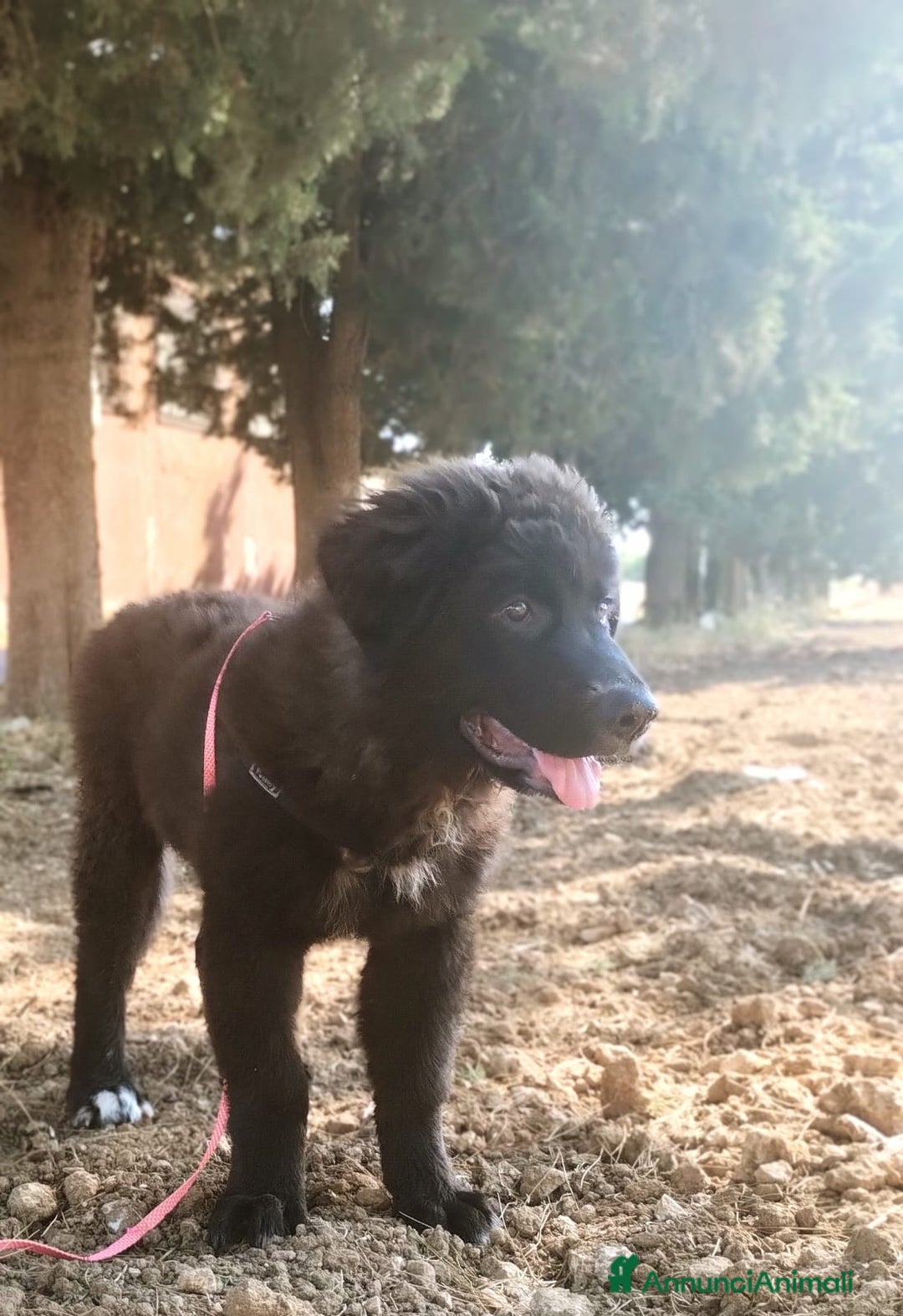 Meticcio cani in regalo: Baloo in adozione a Provincia di Taranto - Immagine 2