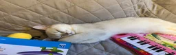 Scottish gatti in vendita: Femmina Scottish straight  - Annuncio 7