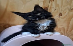 Maine Coon gatti in vendita: Cuccioli Maine Coon con Pedigree - Immagine 4